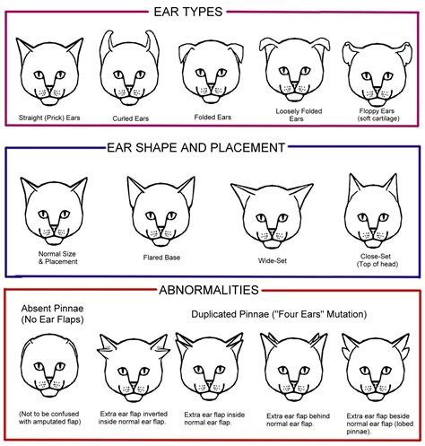 in cats curled ears result from an allele|Patterns of allele frequency differences among domestic cat breeds.